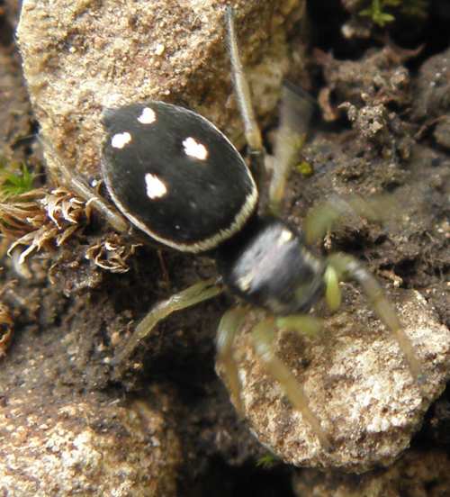 Heliophanus sp.